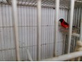 se-cambia-cardenalito-de-venezuela-por-3-canarias-small-0