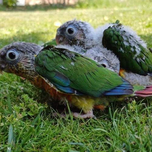 ninfas-forpus-pyrrhuras-y-caiques-papilleros-aviario-en-la-rioja