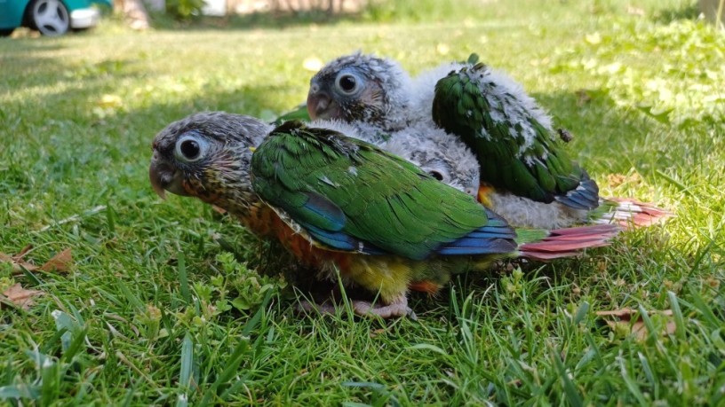 ninfas-forpus-pyrrhuras-y-caiques-papilleros-aviario-en-la-rioja-big-0