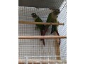pyrrhuras-small-3