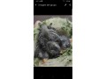 spinus-barbatus-lugano-americano-small-4