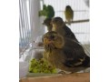 spinus-barbatus-lugano-americano-small-2