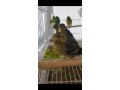 spinus-barbatus-lugano-americano-small-3