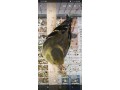 spinus-barbatus-lugano-americano-small-1