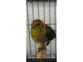 spinus-barbatus-lugano-americano-small-0