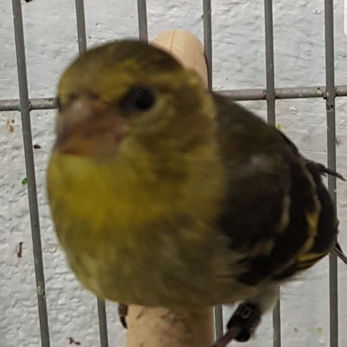 spinus-barbatus-lugano-americano