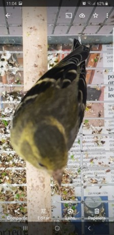 spinus-barbatus-lugano-americano-big-1