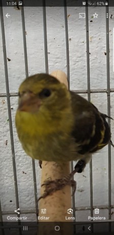 spinus-barbatus-lugano-americano-big-0