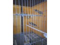 timbrados-originales-foe-de-calidad-de-los-mejores-criadores-small-4