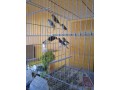 timbrados-originales-foe-de-calidad-de-los-mejores-criadores-small-0