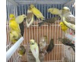canarios-small-4