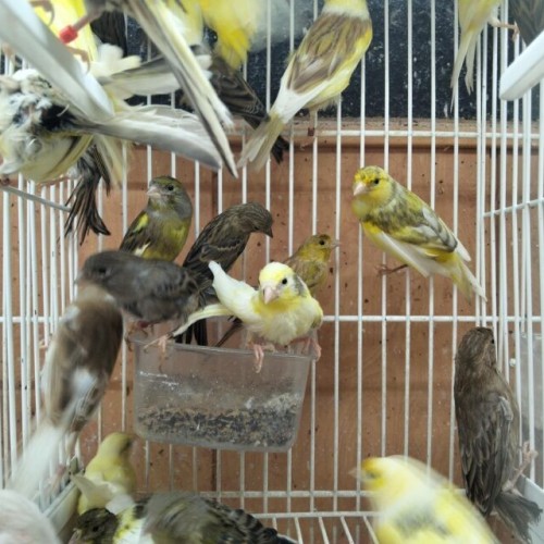canarios