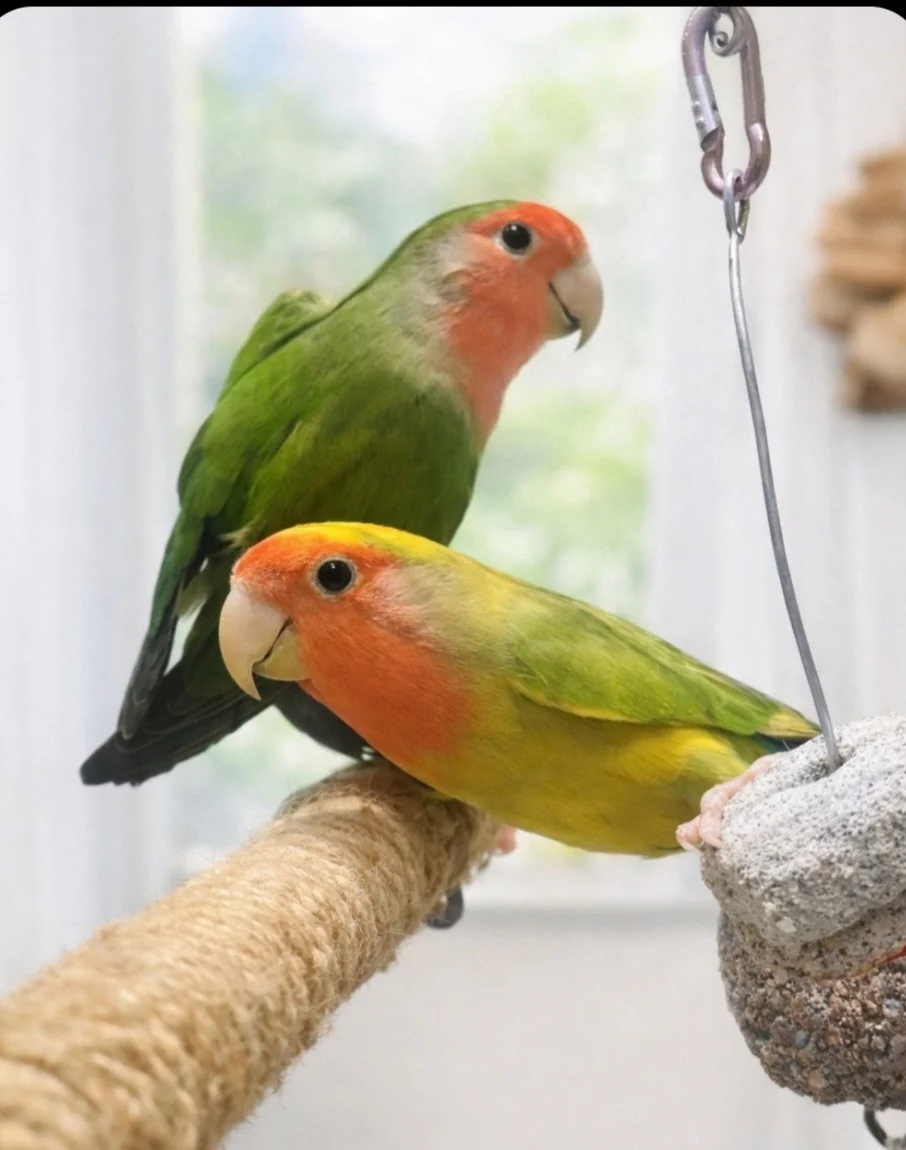 Agapornis rosecolis