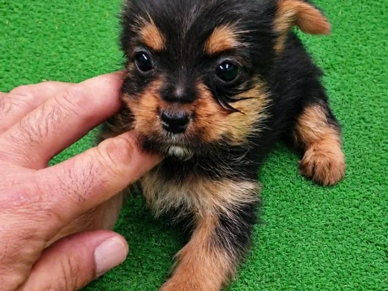 Yorkshire Terrier