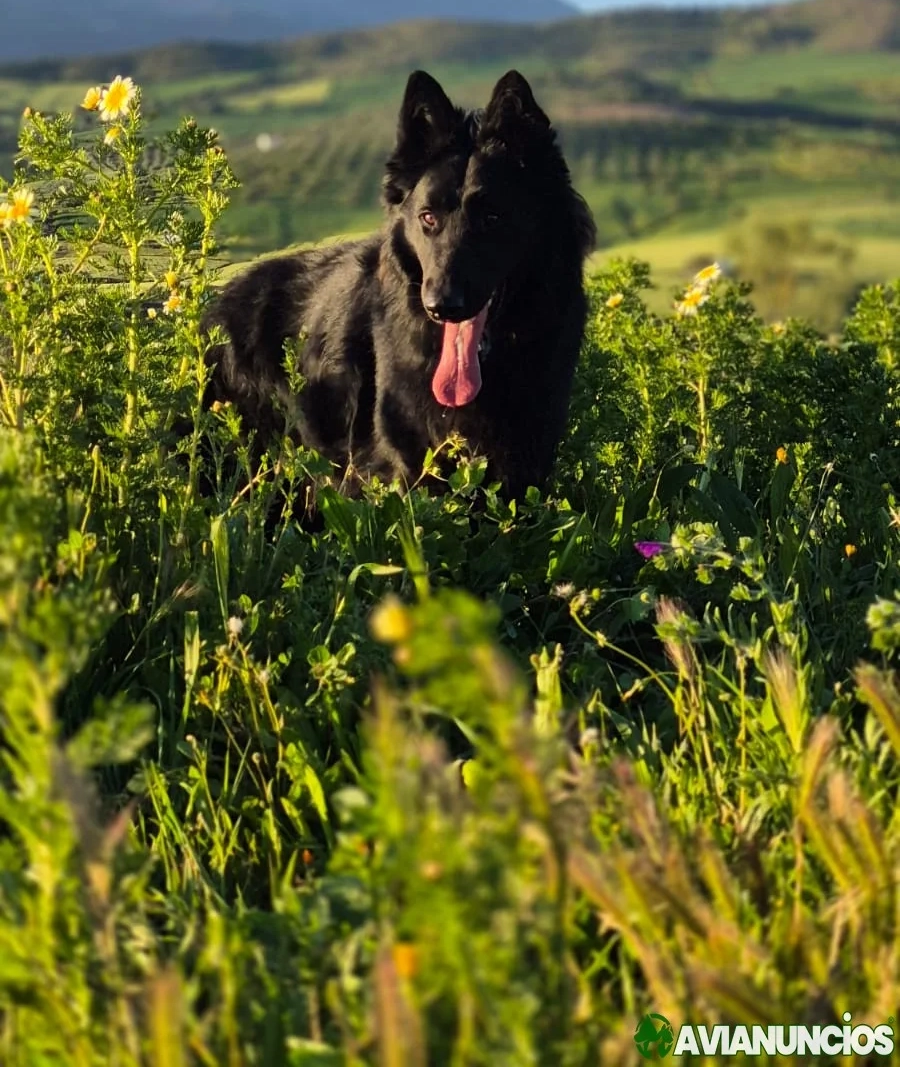 Monta pastor belga groenendael