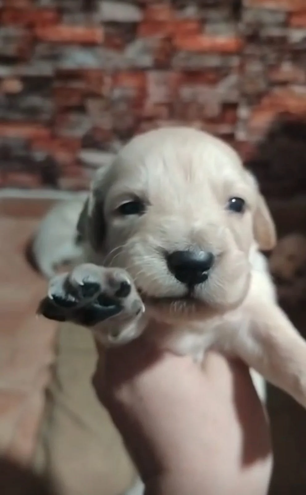 Golden retriever