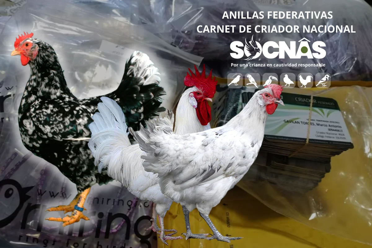 Anillas federadas para gallinas y gallos