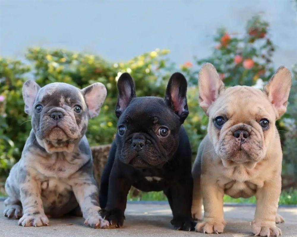 Excelentes cachorros de Bulldog Francés en venta