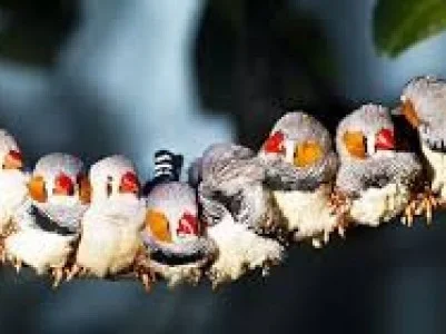 cambio mandarines por otros finches