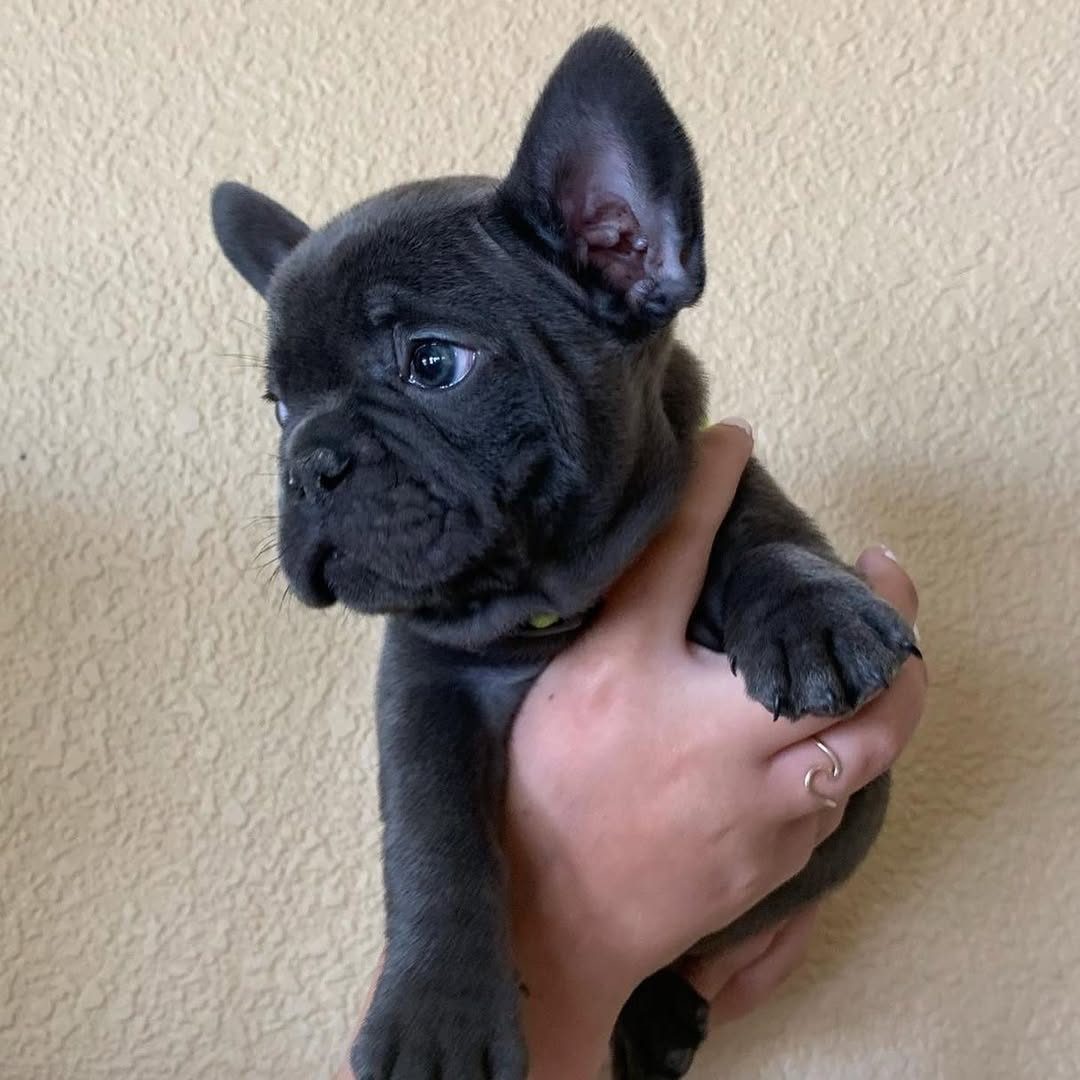 Cachorros de Bulldog Francés listos para ir a un nuevo hogar