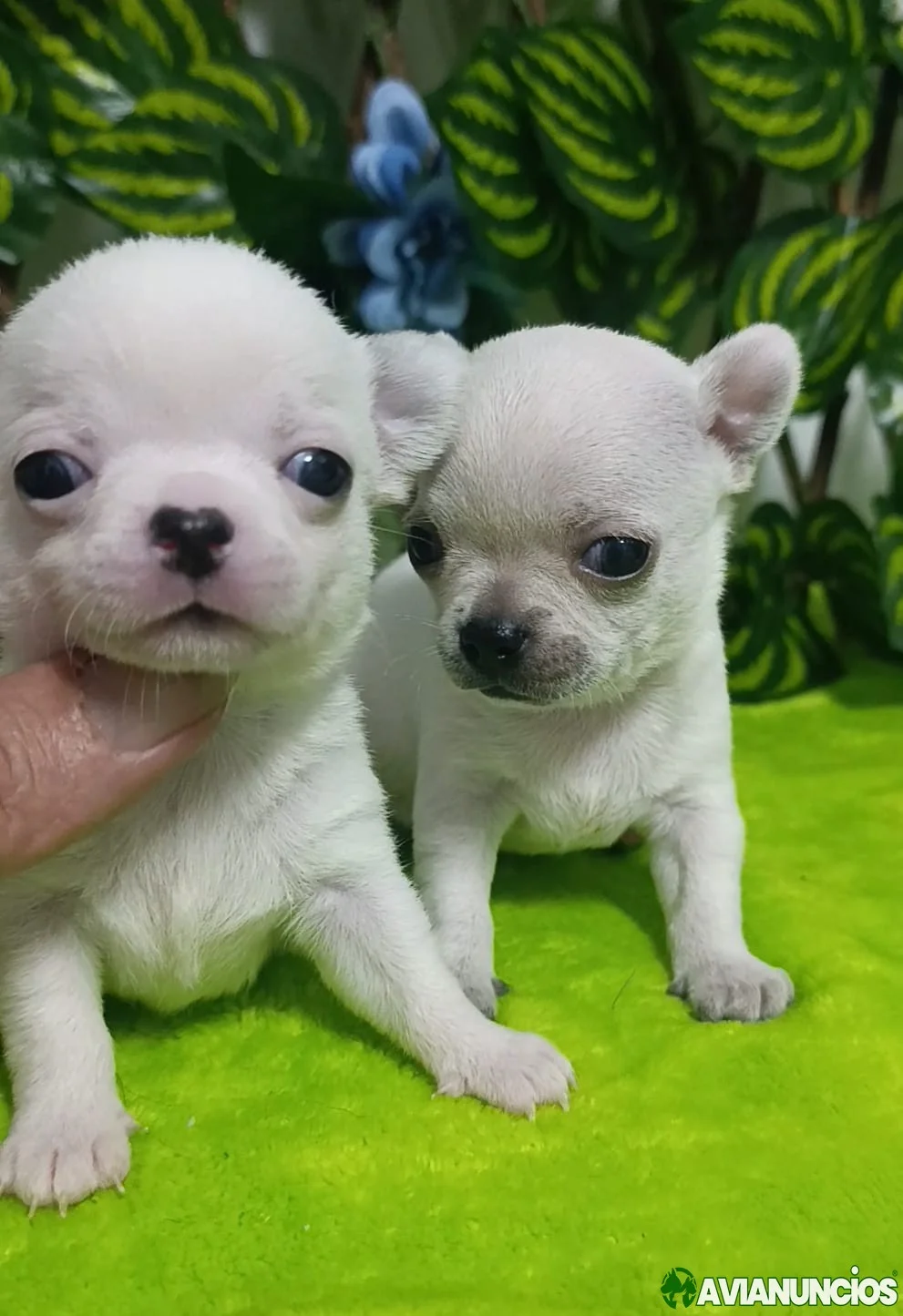 Chihuahuas