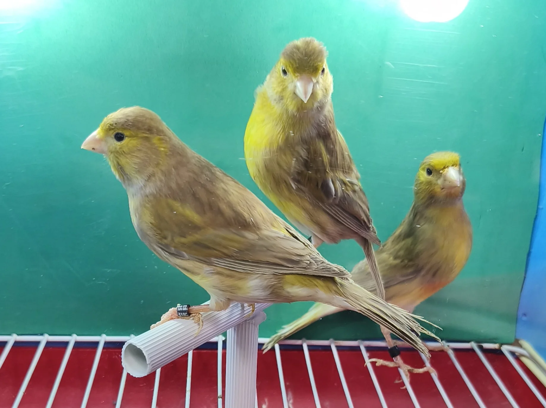 Cedo canarios gama