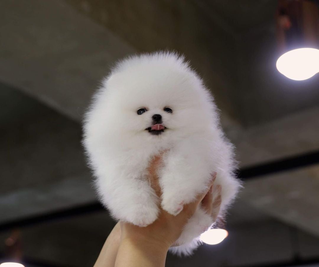 Cachorros de Pomerania de raza pura disponibles