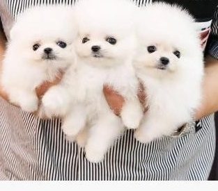 Cachorros de Pomerania de pura raza