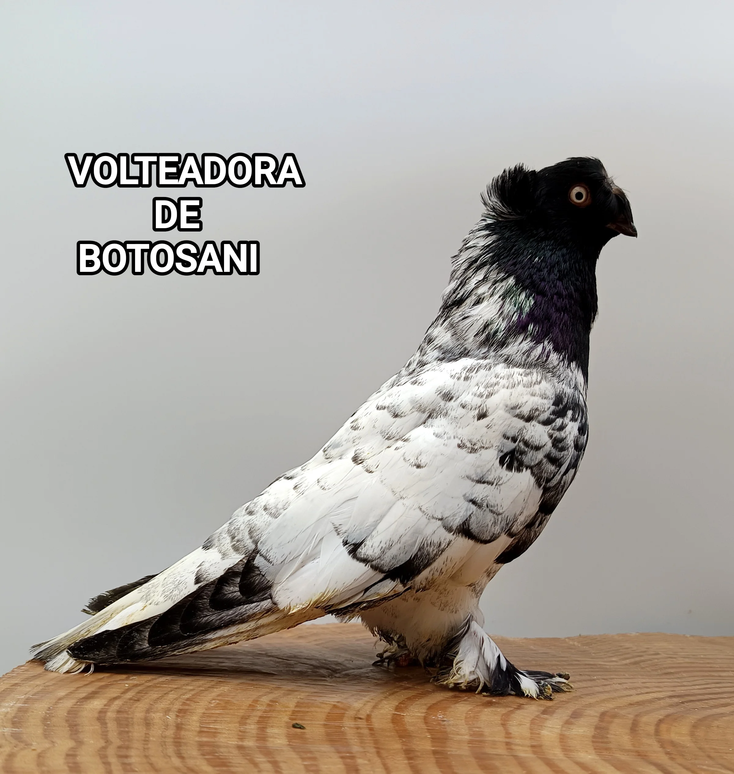 Palomas de gran variedad de razas