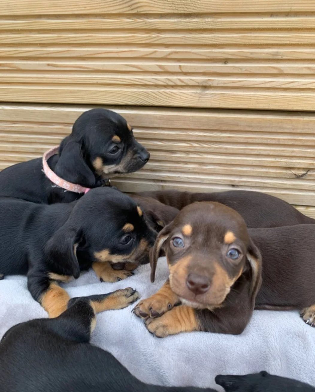Cachorros de perro salchicha en adopción