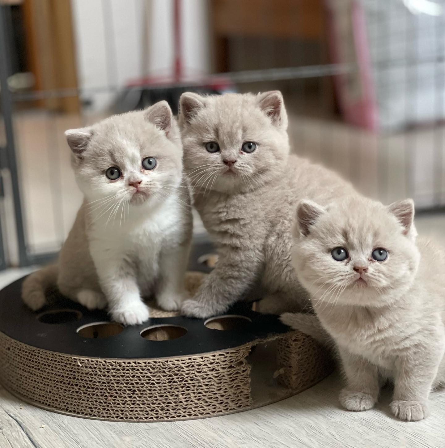 Gatos British Shorthair (machos y hembras)