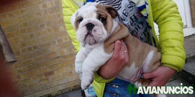 Cachorros de bulldog inglés macho y hembra listos