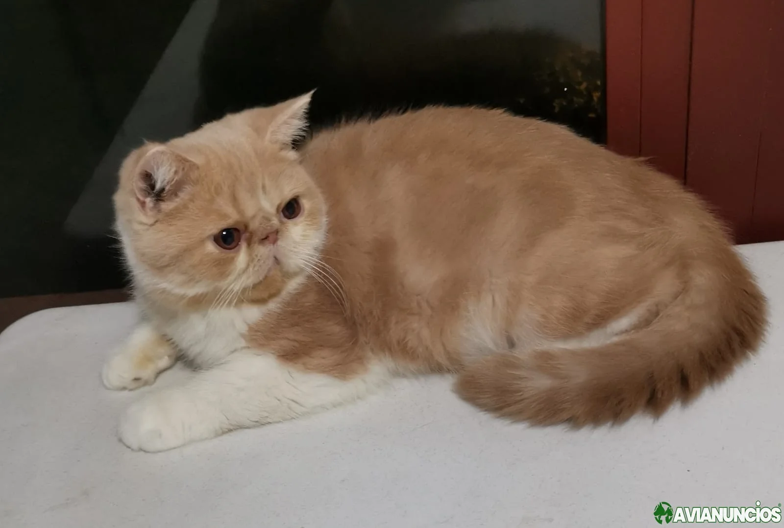 Gatito exotico