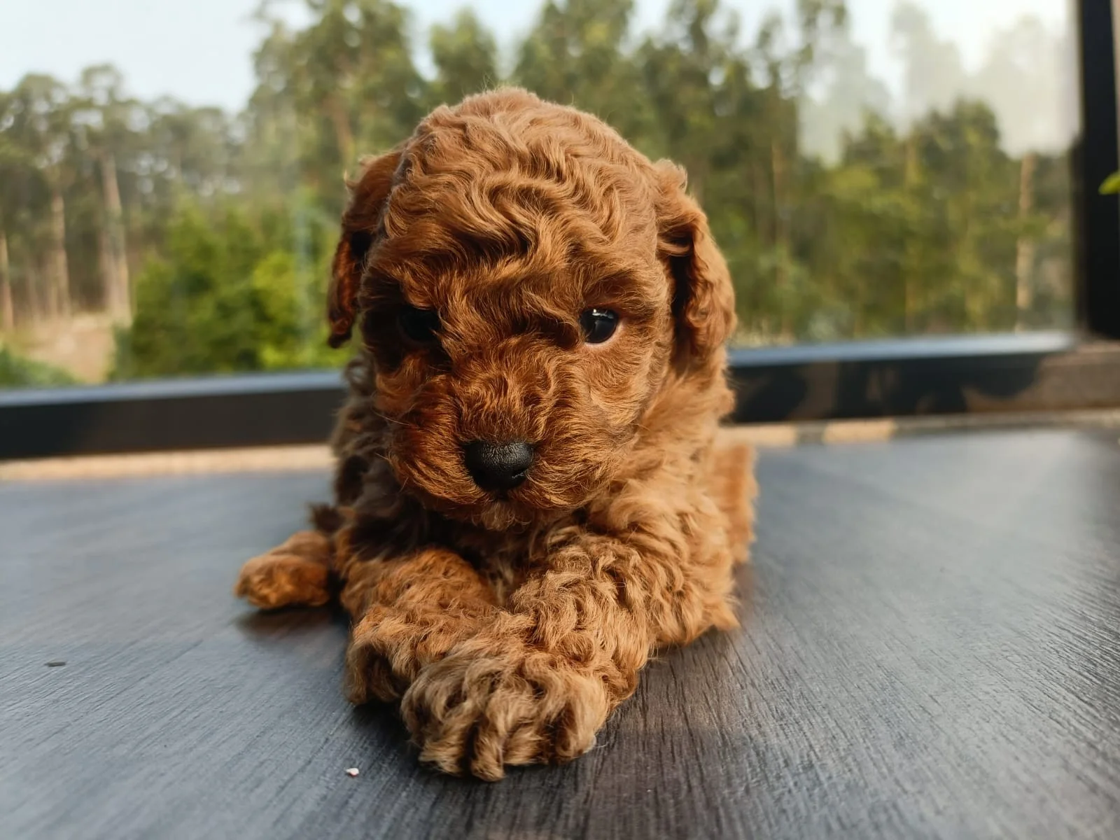 Caniche toy