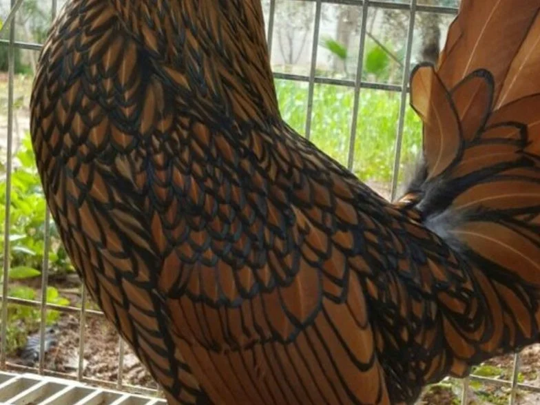 Gallinas sebring