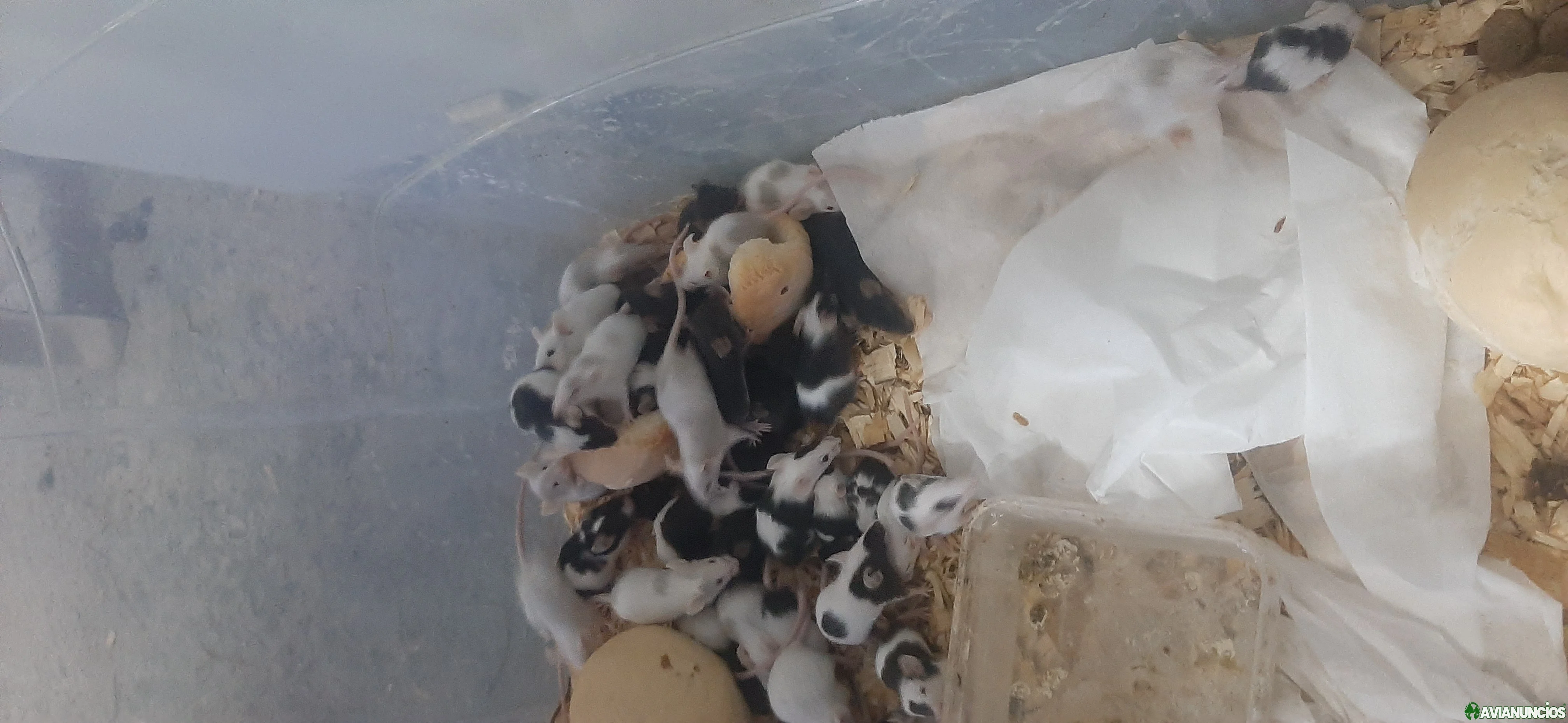 Ratones laboratorio
