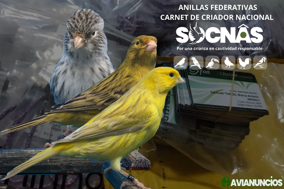 Canarios melánicos Anillas federadas