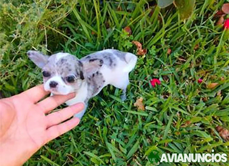 DISPONIBLES CHIHUAHUAS DE CRÍA Y SELECCIÓN MINIATURA