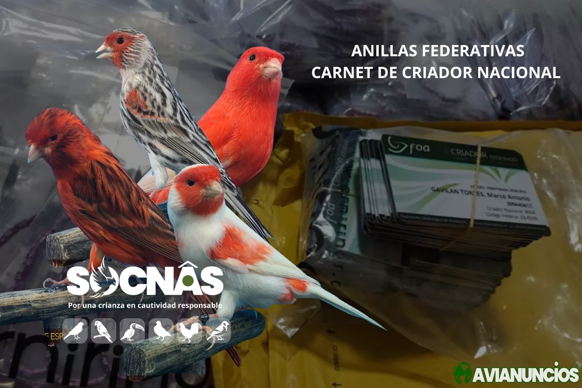 Canarios rojos Anillas federadas