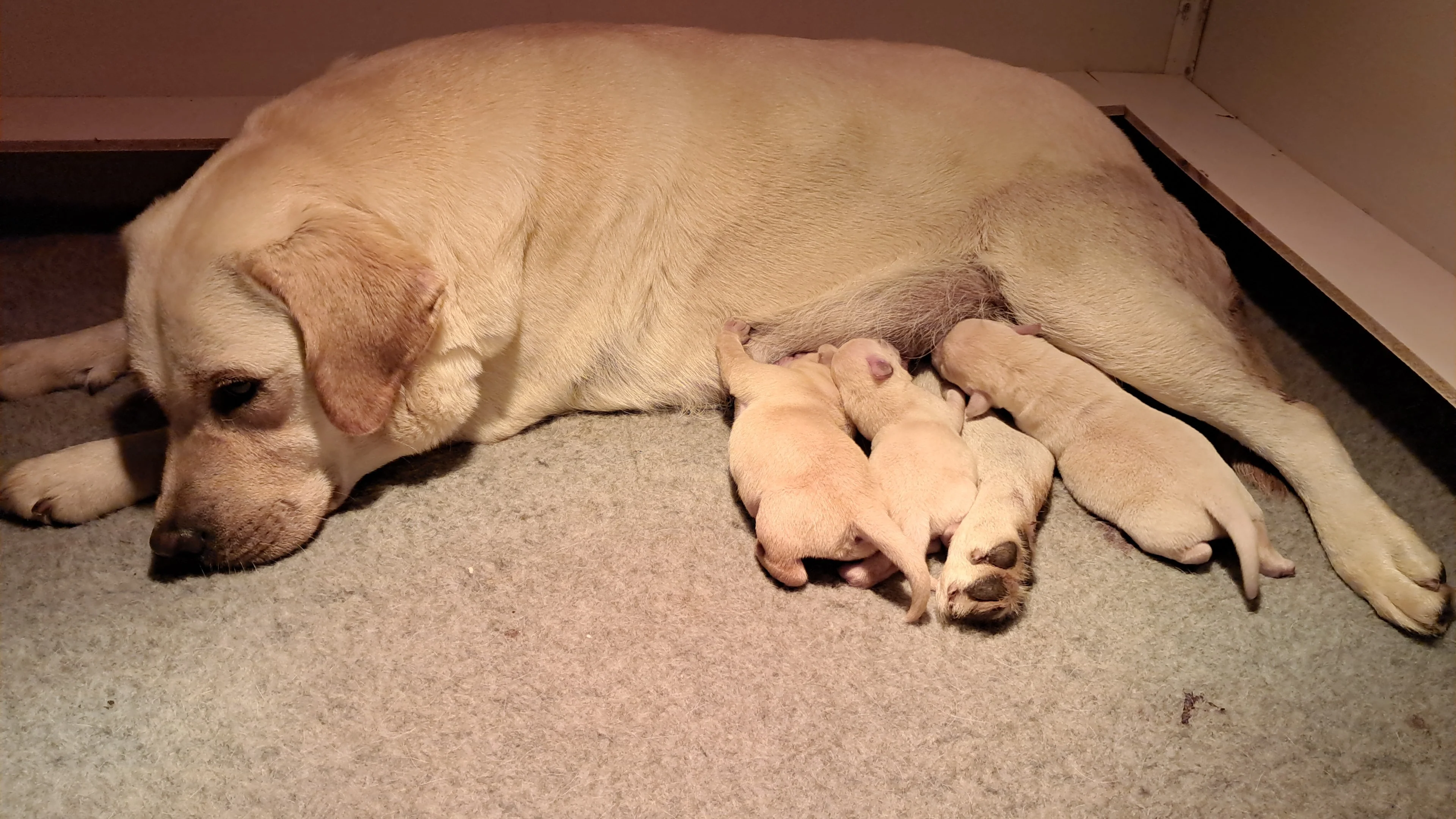 Labradores Canela