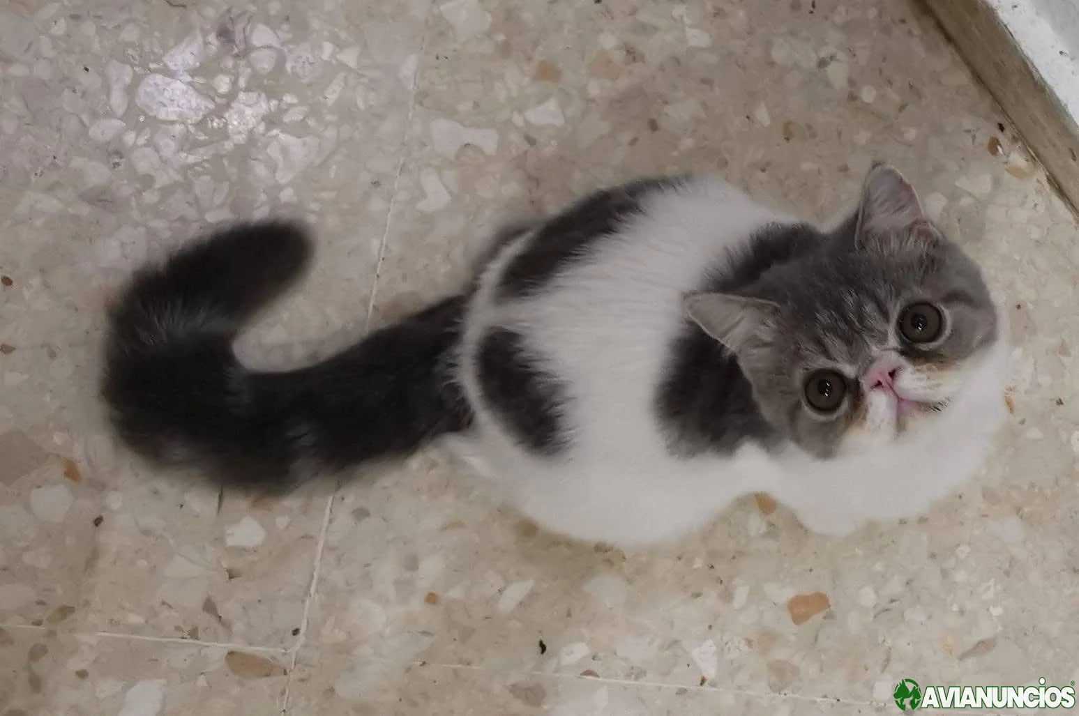 Gatito exotico
