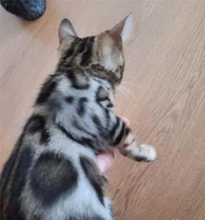 🐱 BENGAL DISPONIBLES 🐱