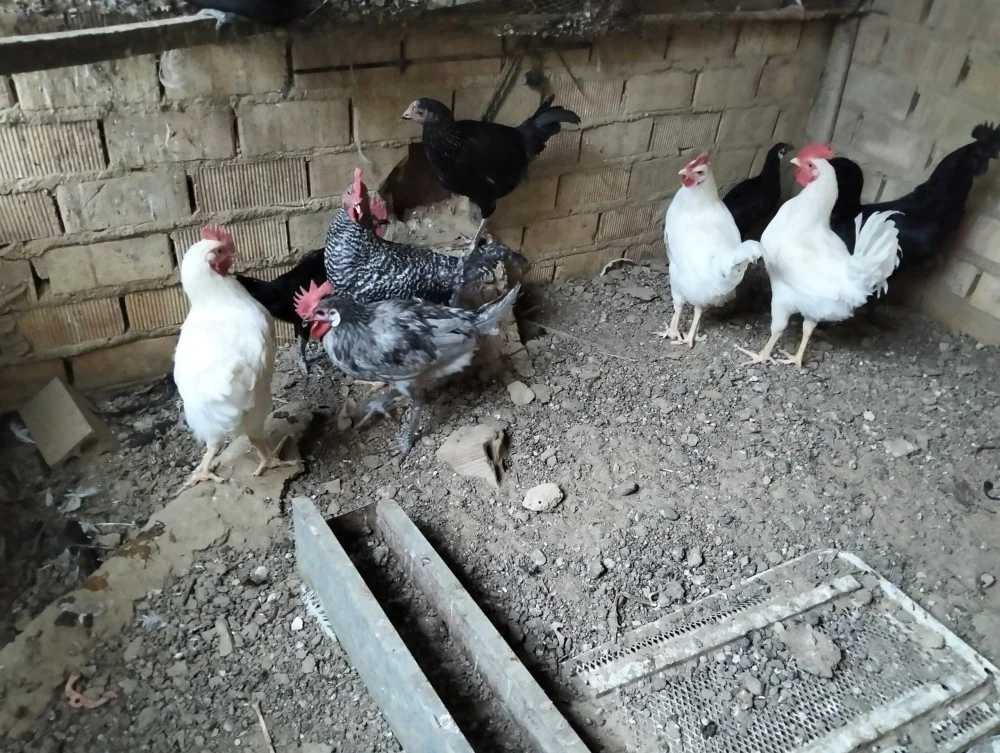 Disponible gallinas y gallos camperos