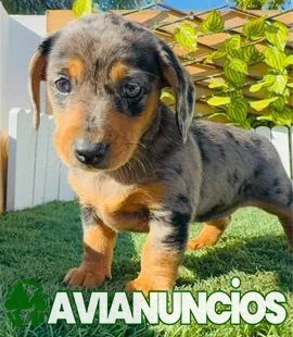 TECKEL ARLEQUÍN