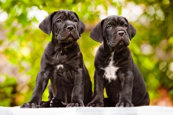 CANE CORSO CACHORROS DE CALIDAD