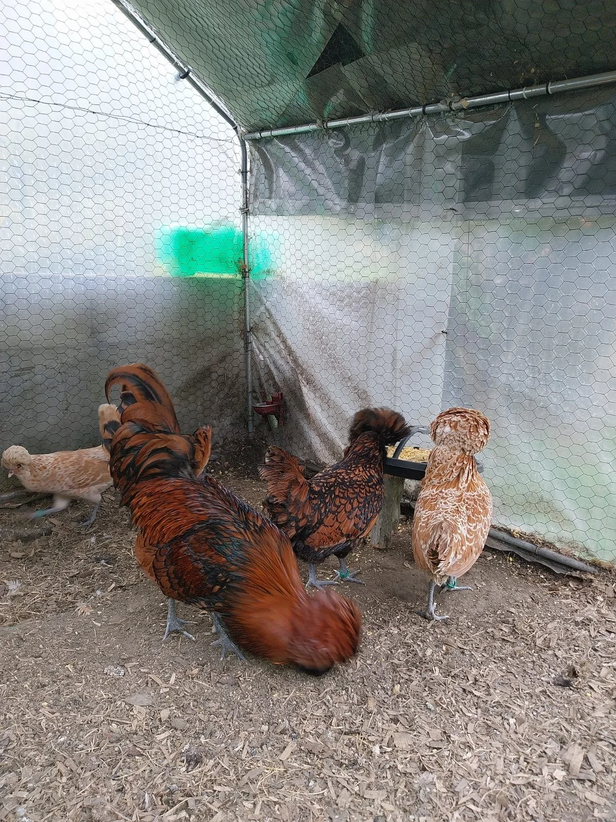 Huevos paduana
