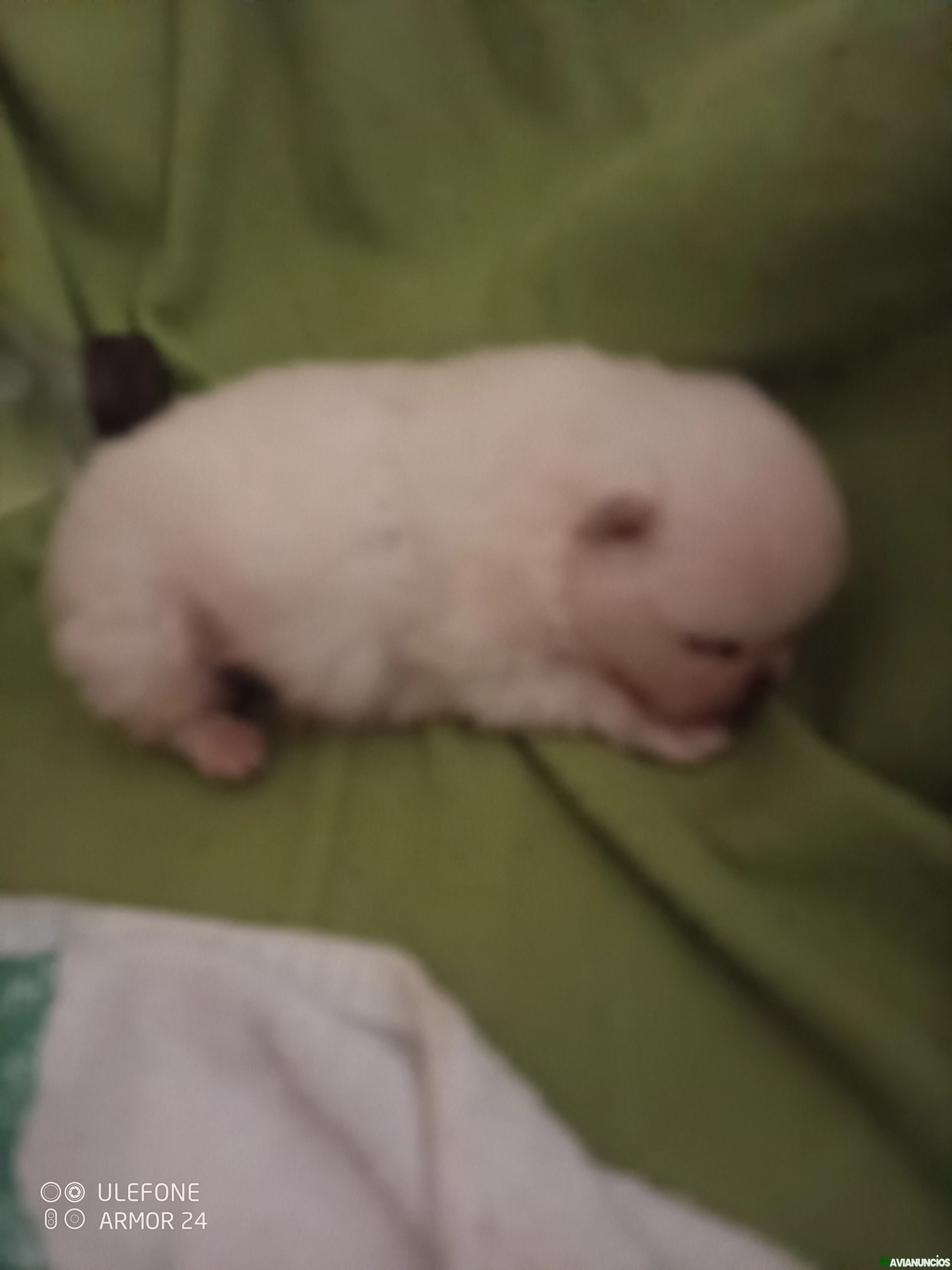 Cachorro macho para próxima entrega