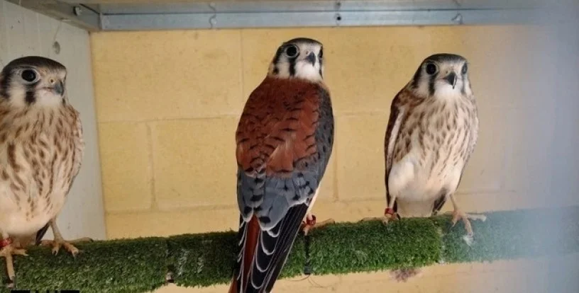 Cernícalos americano pollos de este año, perfectamente documentado