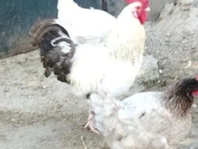 Venta de 3 Gallos de corral en Madrid