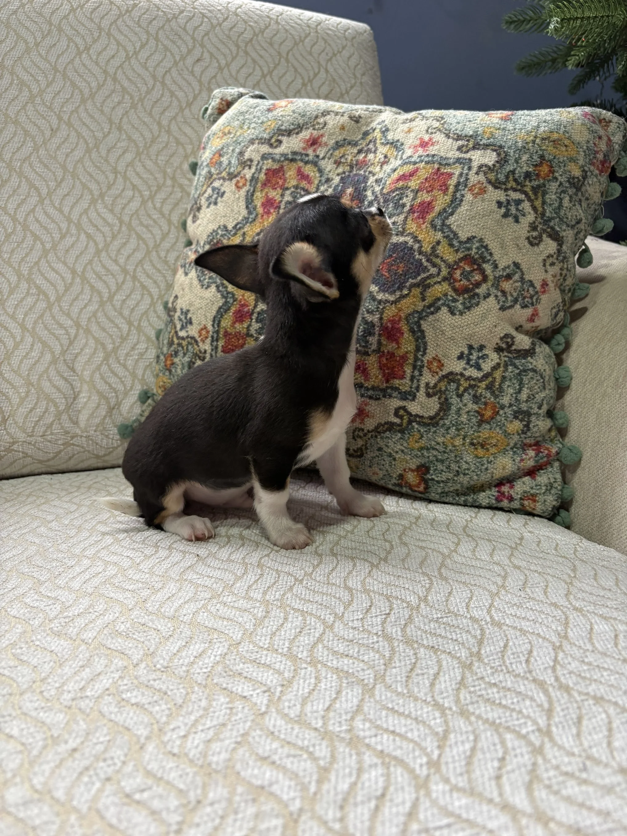 Cachorro chihuahua toy